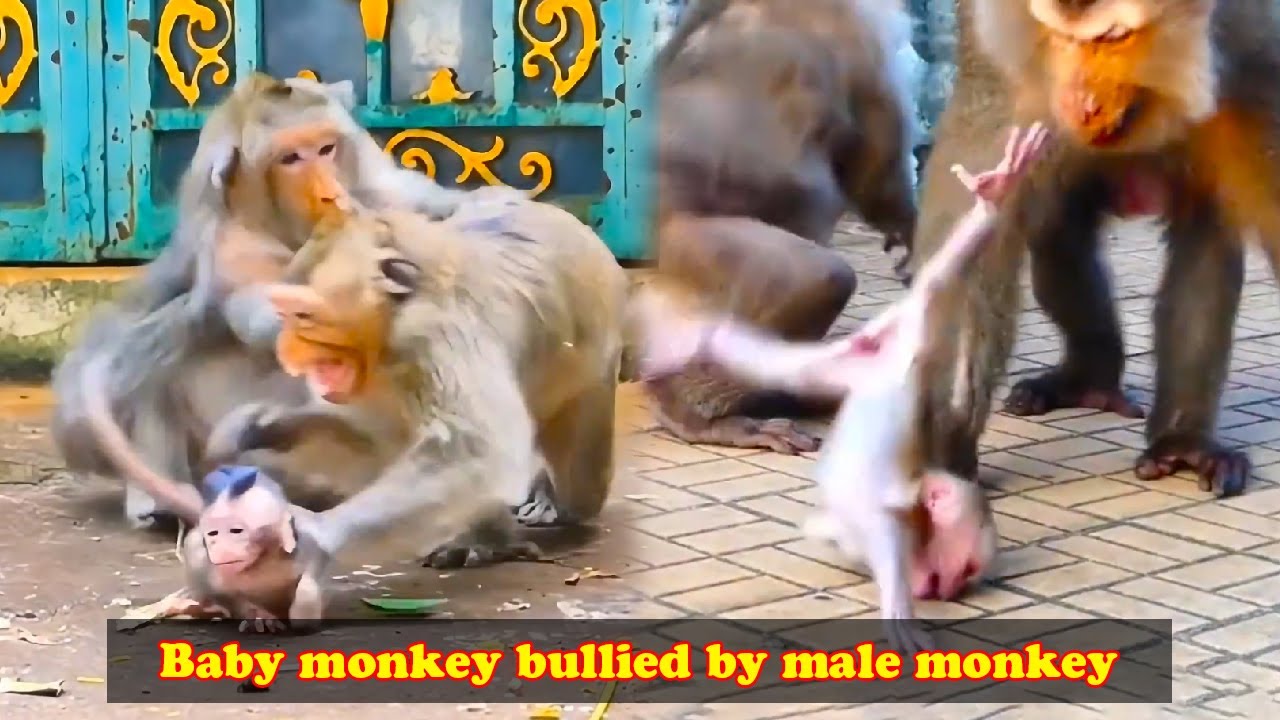 The big bad monkey always bullies the little monkeys making the little monkeys scared