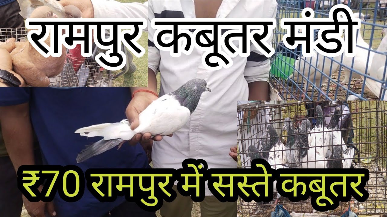 कबूतर मंडी रामपुर जिला उत्तरप्रदेश || Rampur Kabootar Market, pigeons market Rampur.
