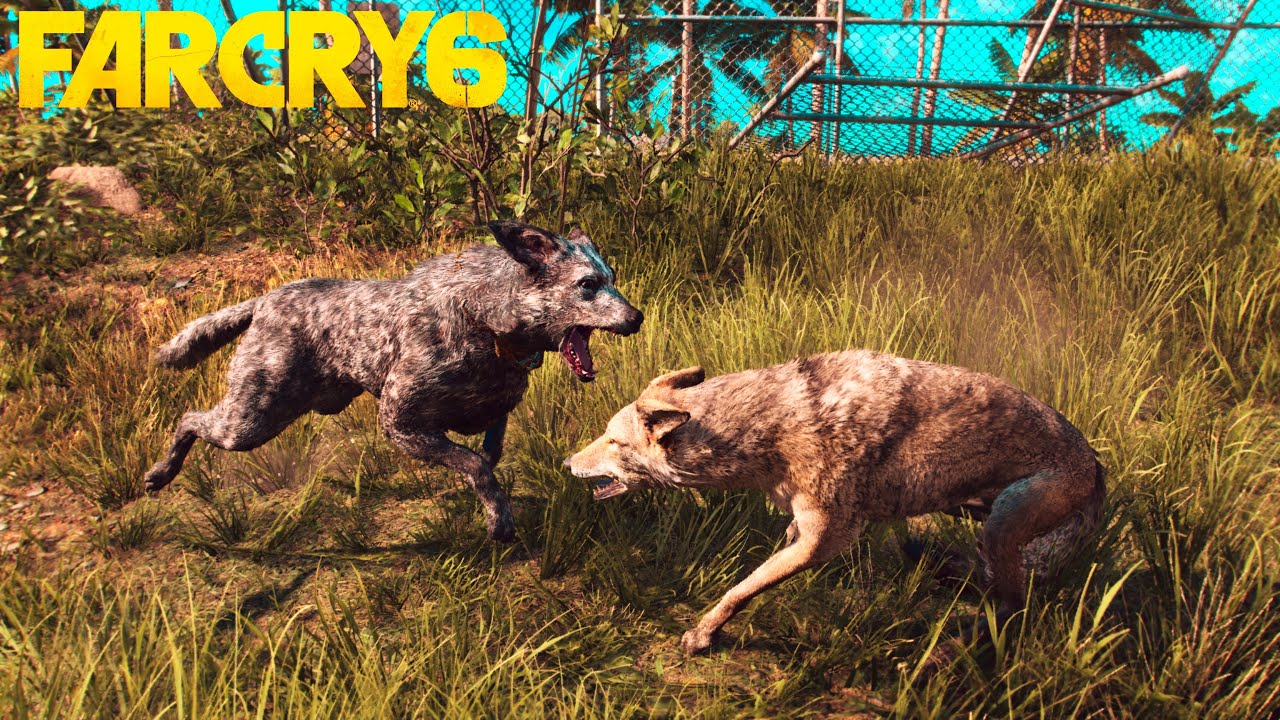 FAR CRY 6 - BOOM BOOM VS ALL ANIMALS FIGHTS!!!