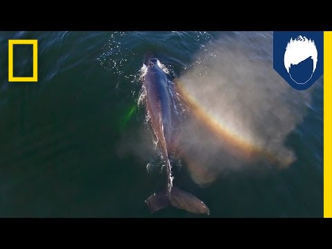 Do Your Swimming Skills Match Up to a Humpback Whale&rsquo;s? | National Geographic