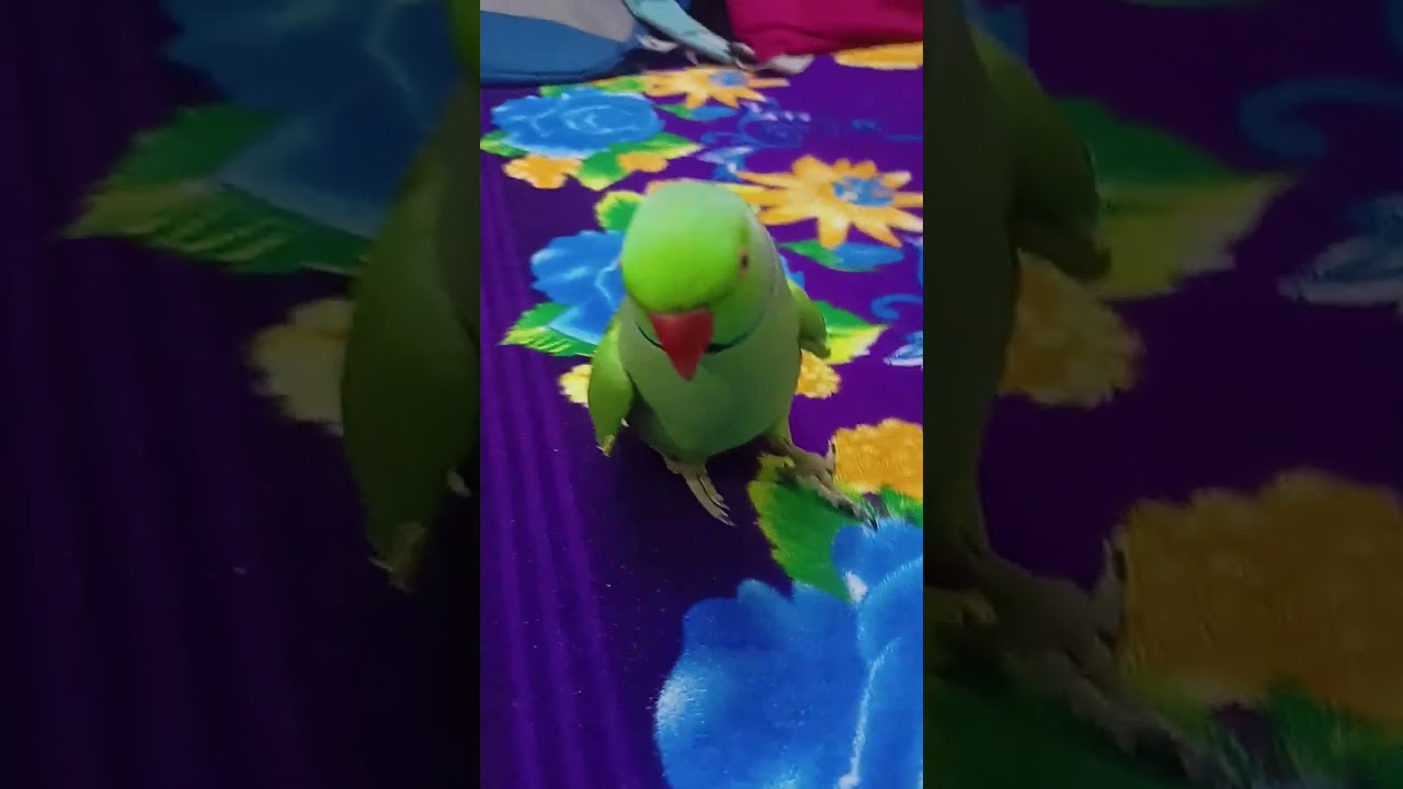 parrot 🦜 talking 😅