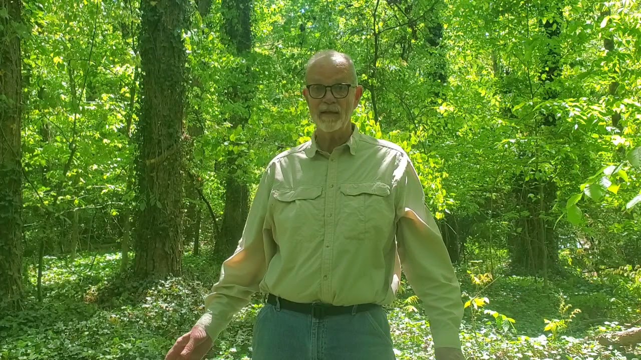 How to Kill English Ivy