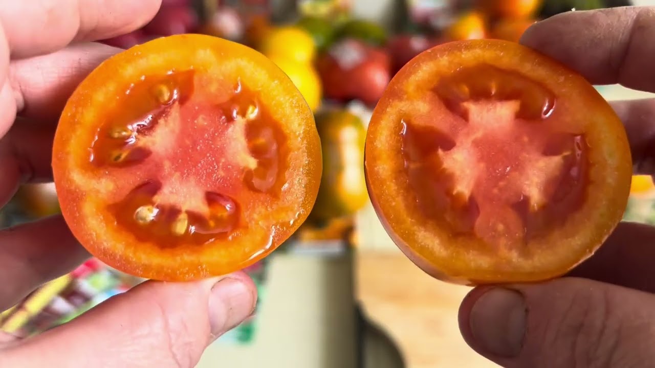Томаты 2025,🍅🍅🍅Урожай и Вкус впечатляет 👍👍👍