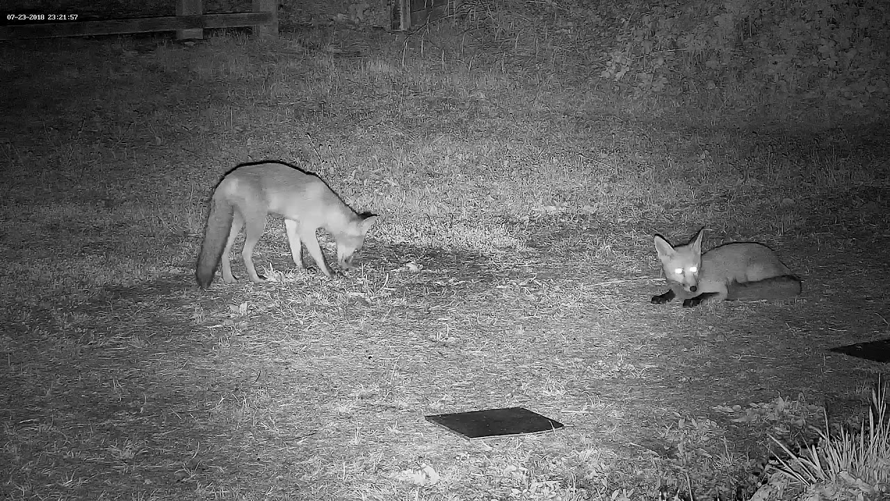 Wild fox cub talking and crying vocalisations