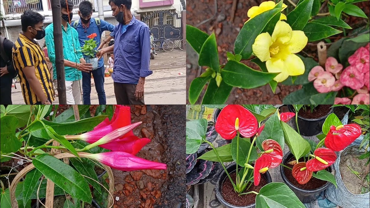 Tala Hat Visit & Current Prices Of Nilmani Anthurium Mandevilla Calathea  Galiff Street Plant Market
