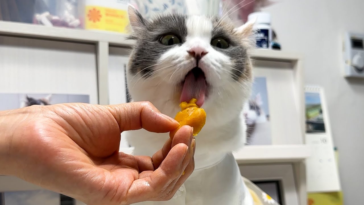 맨날 더 먹으라던 할미가 다이어트식 송편 주었더니 고양이 반응 ㅋㅋㅋ
