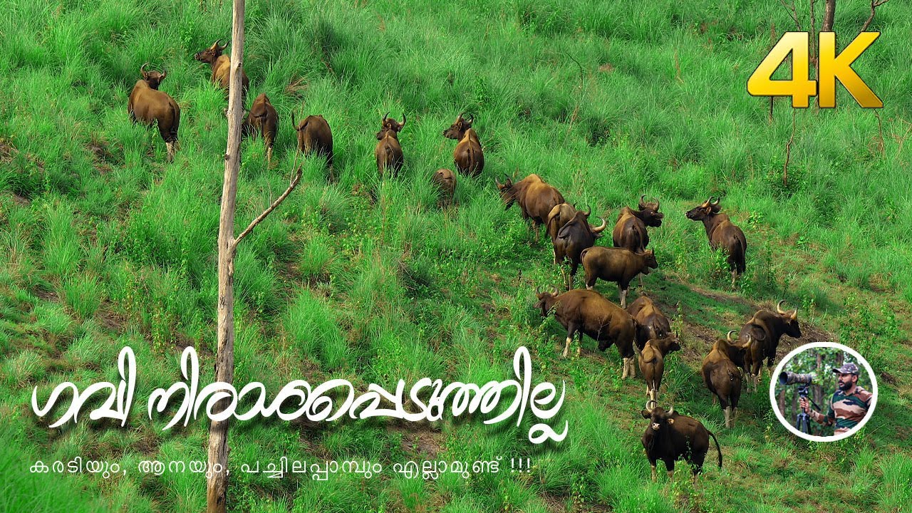 ഗവിയിലെ ഈ ട്രെക്കിങ്ങിനു പോയിട്ടുണ്ടോ !!! 4K