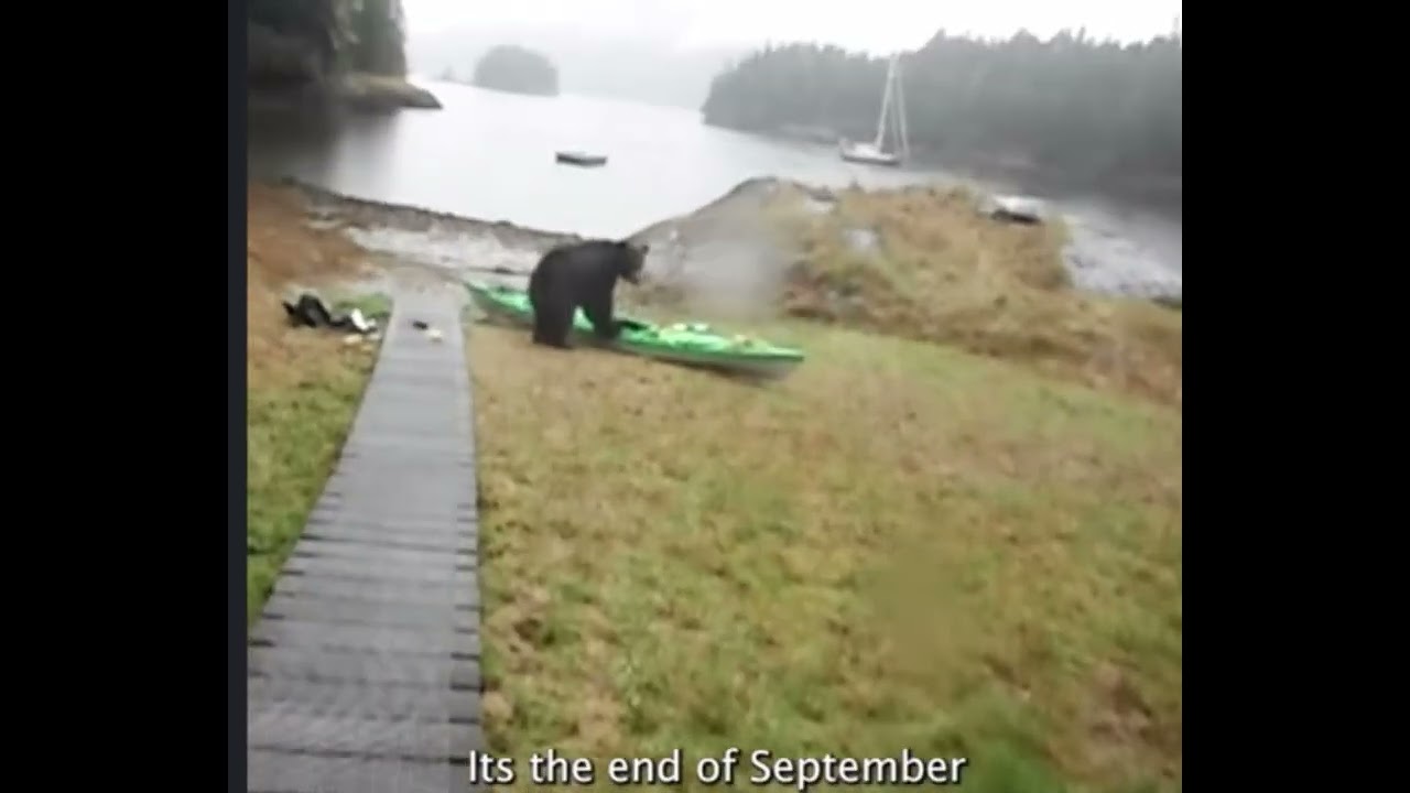 Bear breaks kayak (Funny Bear voiceover)