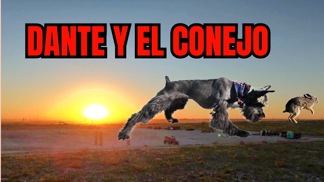 DANTE Y EL CONEJO 