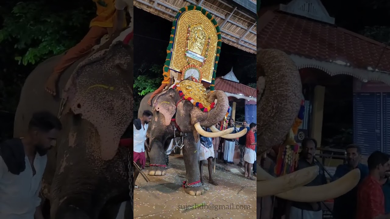 Kerala Temple Elephant #kerala #temple #elephant #festival #pooram #keralatourism #devi #uthsavam
