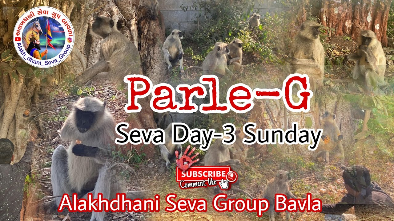 આજે અમે વાંદરા ને Parle-G બિસ્કીટ ખવડાવીયા || Seva Day-3 Sunday || Alakhdhani Seva Group Bavla 