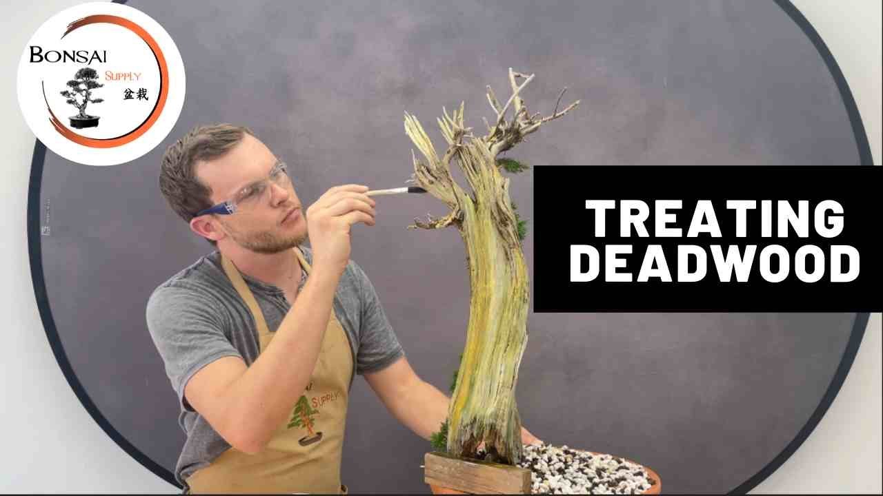Treating Deadwood for Bonsai | The Bonsai Supply