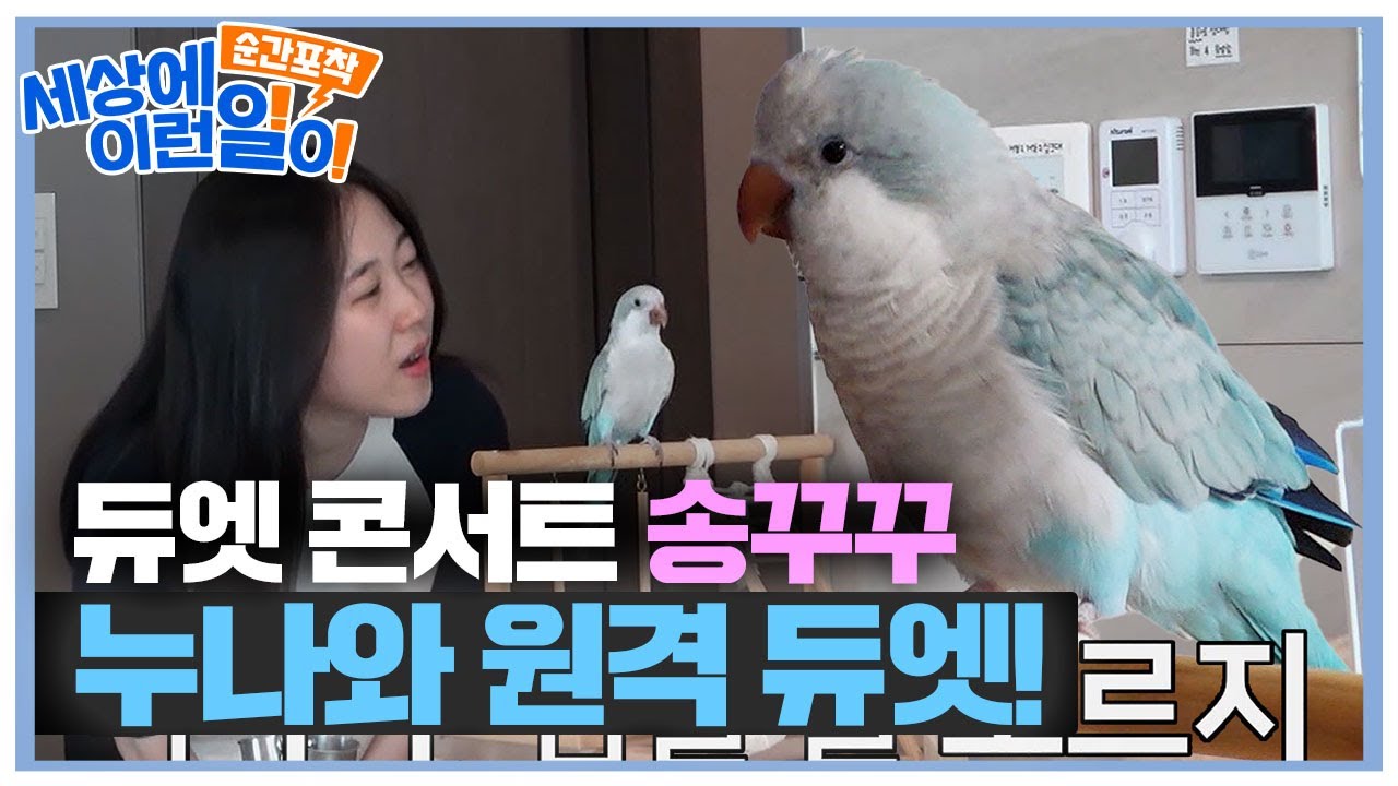 ‘노래 신동’ 앵무새 꾸꾸! 누나와 신나는 듀엣 노래 #순간포착세상에이런일이 #WhatonEarth #SBSstory
