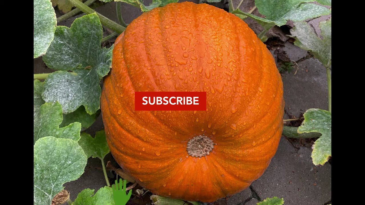 Orange Pumpkin growing in 100 days: A timelapse Video