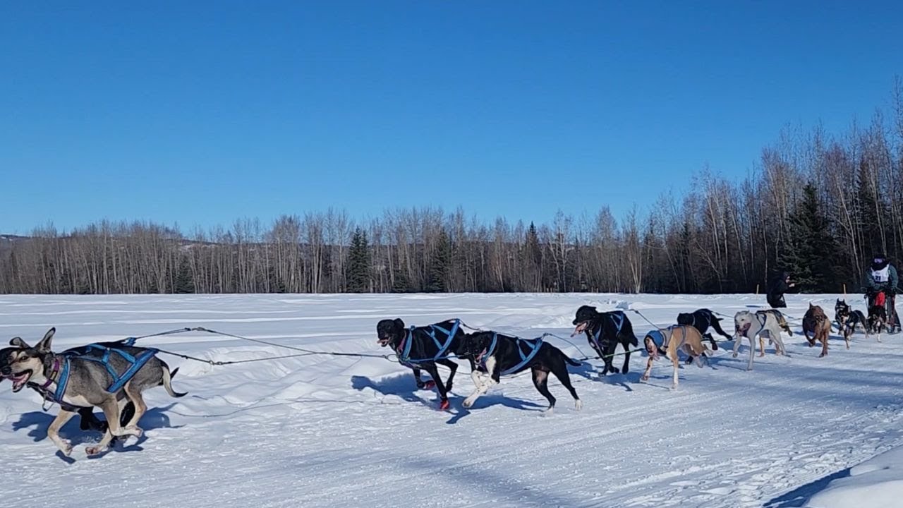 Psie Zaprzęgi na Alasce ❄️🏔️ Niesamowite Wyścigi i Zimowe Krajobrazy!