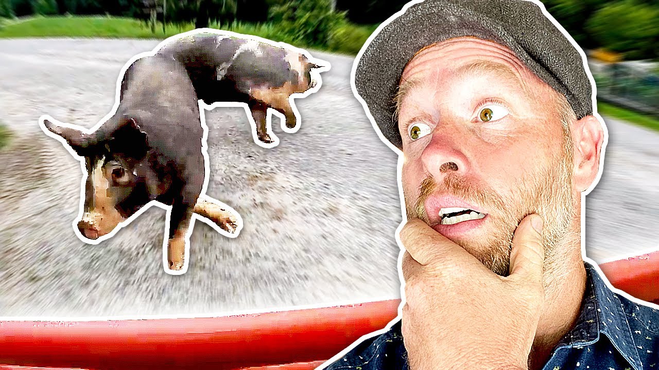 Pigs ESCAPED & Didn't Go Back