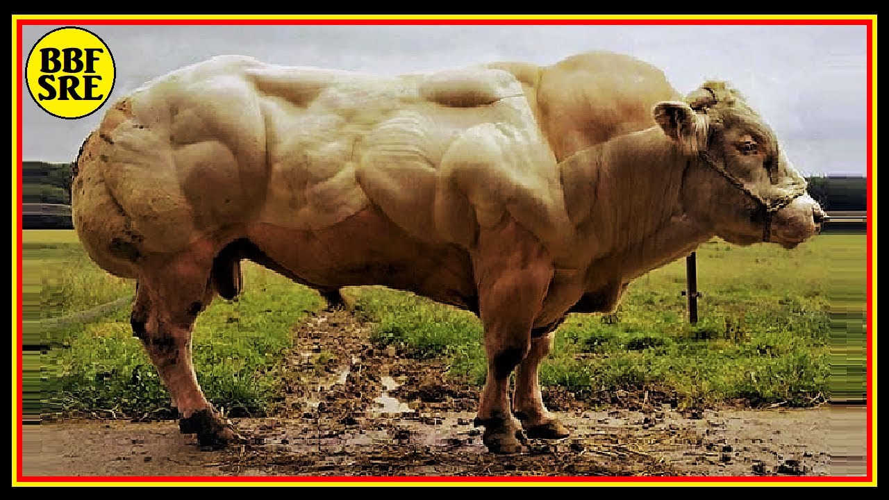🚫Myostatin (GDF-8) Inhibition & The Belgian Blue Cattle▪️Reaching Freak Proportions using Myokines❗️