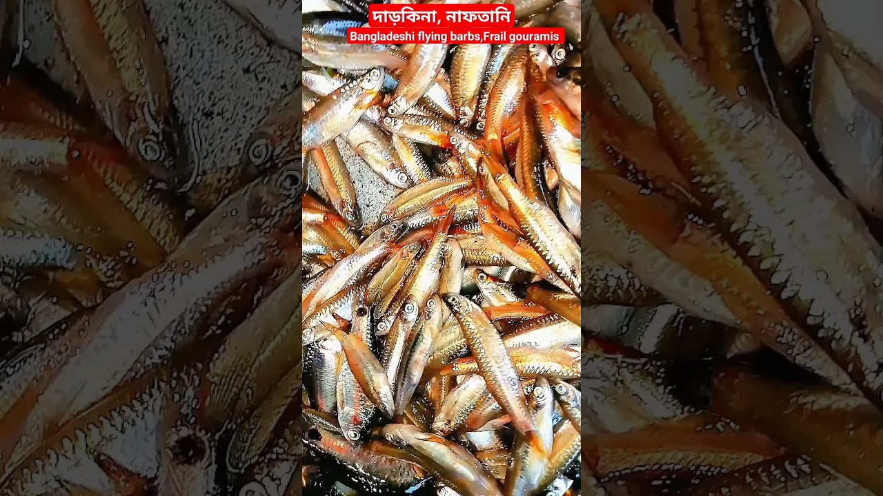 দাড়কিনা, নাফতানি Bangladeshi flying barb &  Frail gourami