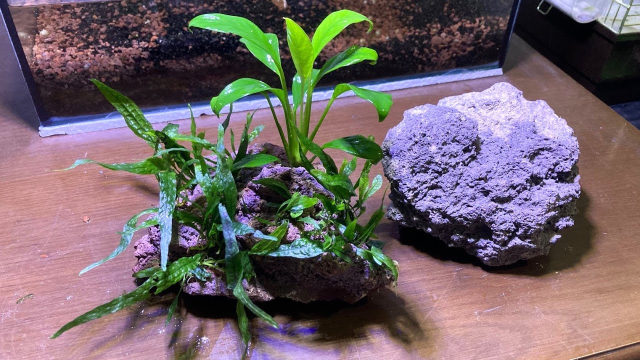 Canlı Bitkili Lav Kayası Akvaryum dekoru yaptım | Anubias -  java fern | Eyüp Kalyoncu