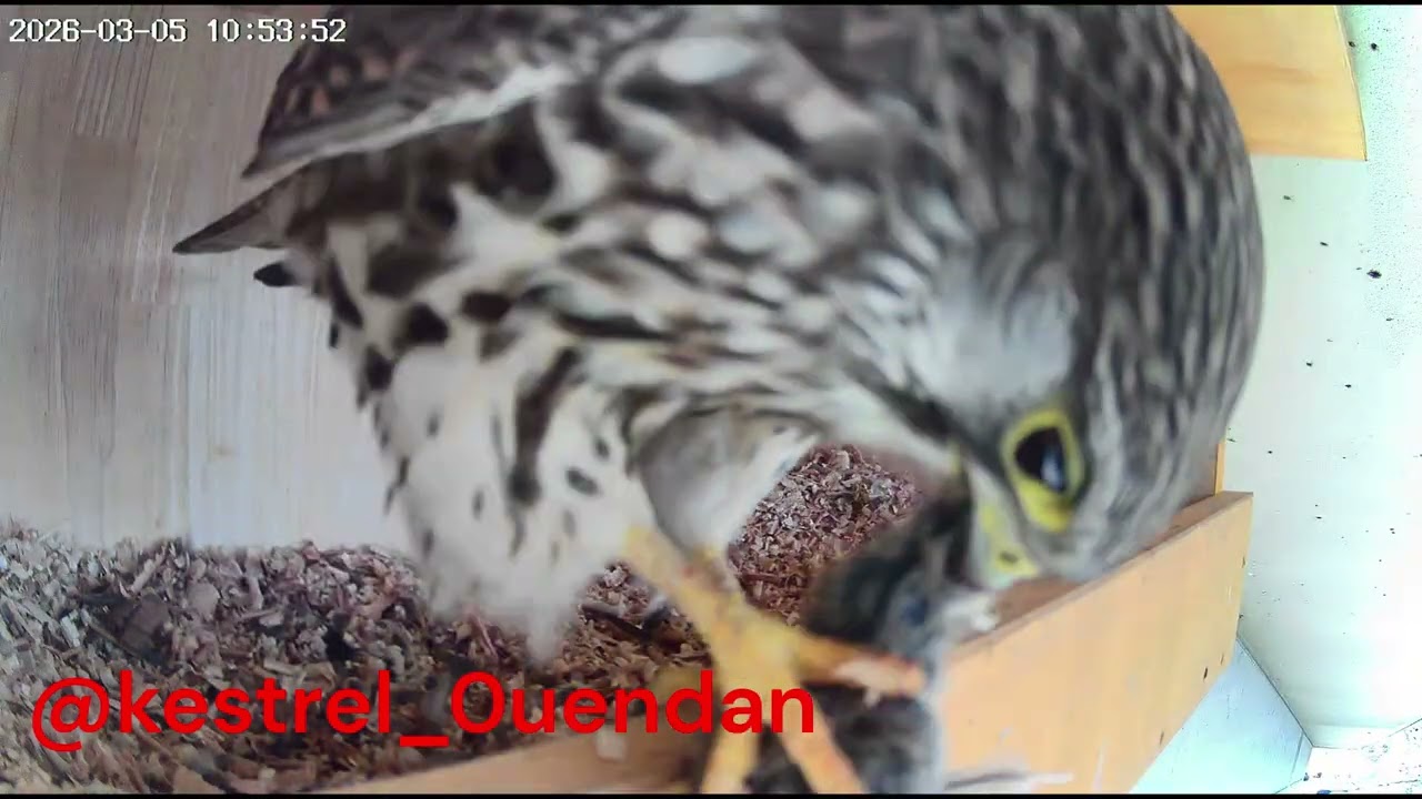 🐦長野県中野市のチョウゲンボウカメラ📹