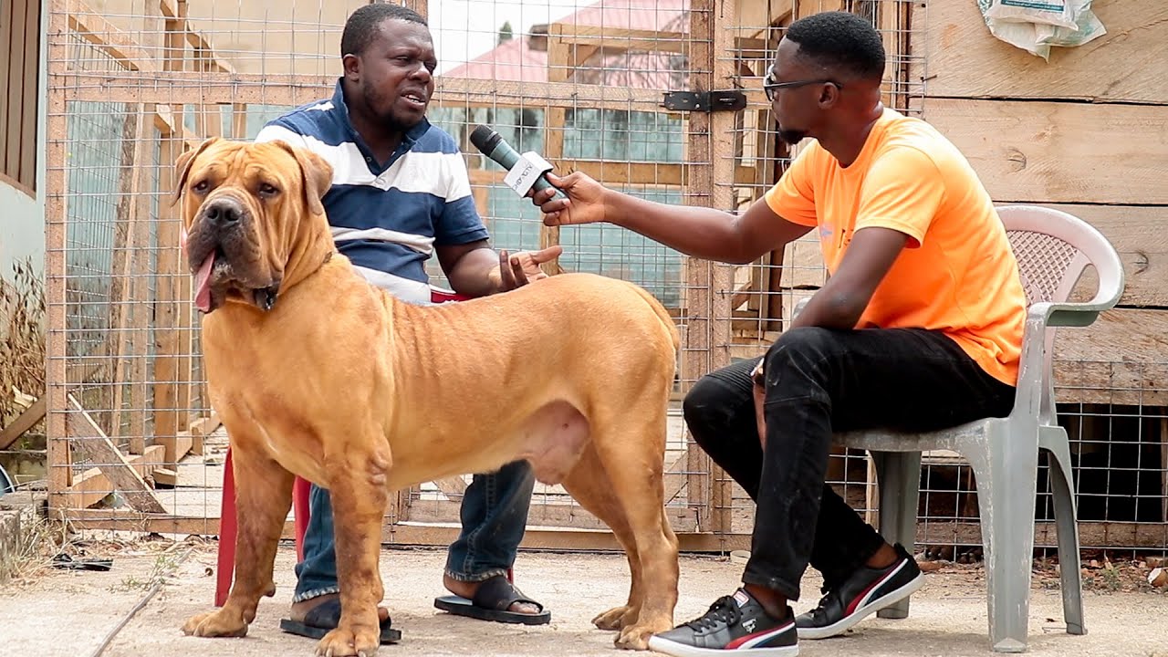 Визит в Hallmark Boerboels | Аптекарь, который беззаветно любит бурбулей