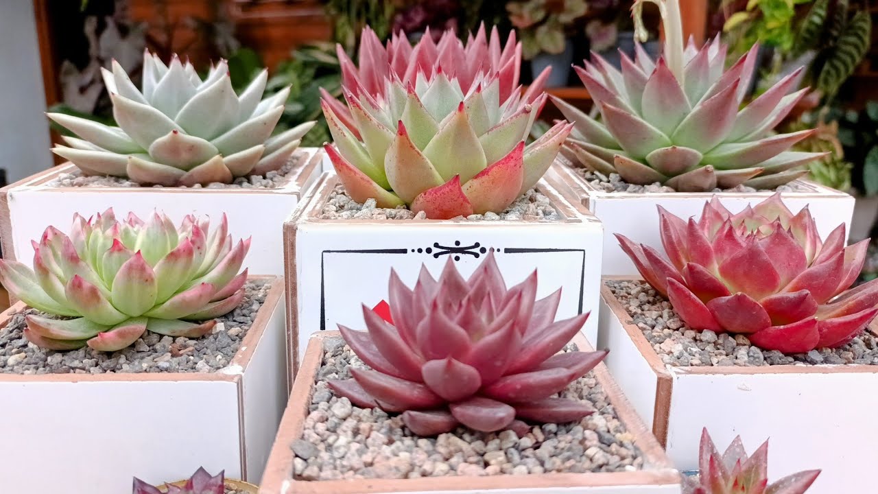 Como cultivamos essa linda coleção + Fiz vasos quadrados brancos em casa.
