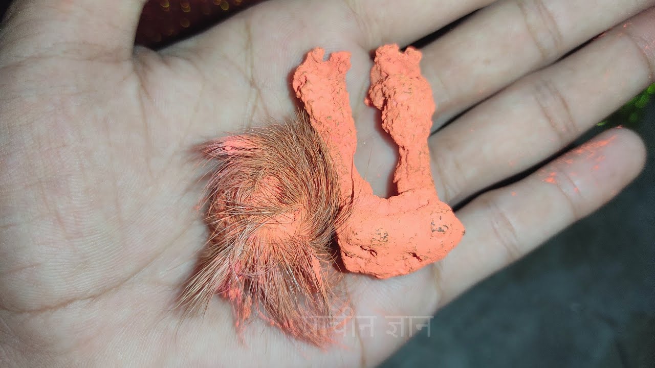 साक्षात लक्ष्मी काली का स्वरूप है सियारसिंघी & हत्थाजोड़ी ? भिखारी को भी अमीर बना देता है