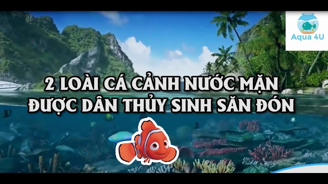 C&aacute; Nemo, c&aacute; sư tử - 2 loại c&aacute; cảnh nước mặn được d&acirc;n thủy sinh săn đ&oacute;n - Thủy Sinh 4U