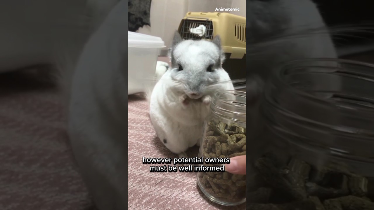 Chinchilla One Alternative Animal to Have as a Pet #shorts