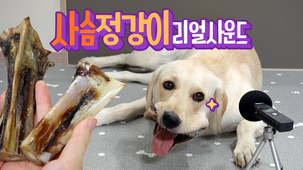 천연개껌 사슴정강이 먹는 소리 ♬ 강아지 리얼사운드