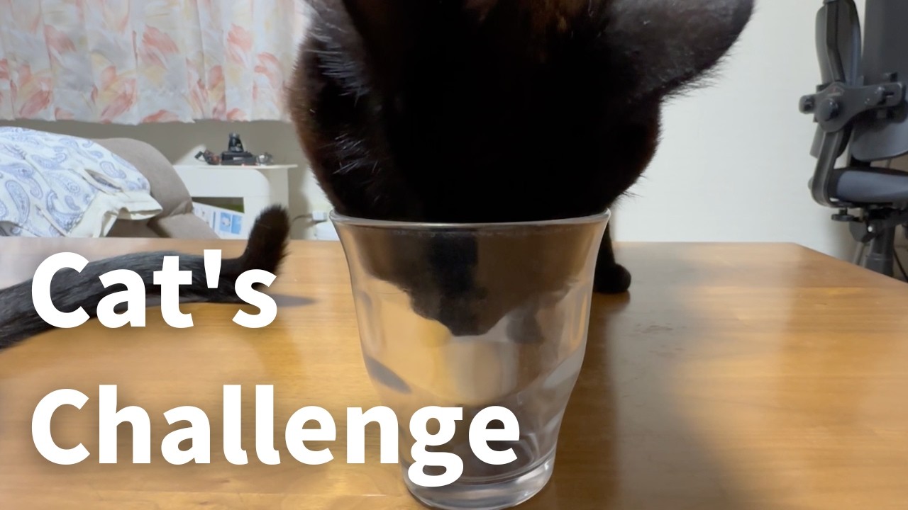 Daily Life in Japan 🇯🇵 Will the cat get the treat?!