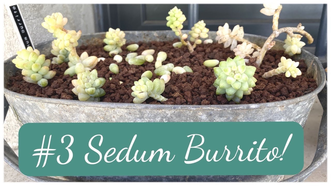 #succulentscare #3 | Je sauve mon #sedum #burrito d'un coup de gel!! | SAUVER UNE #plantesucculente