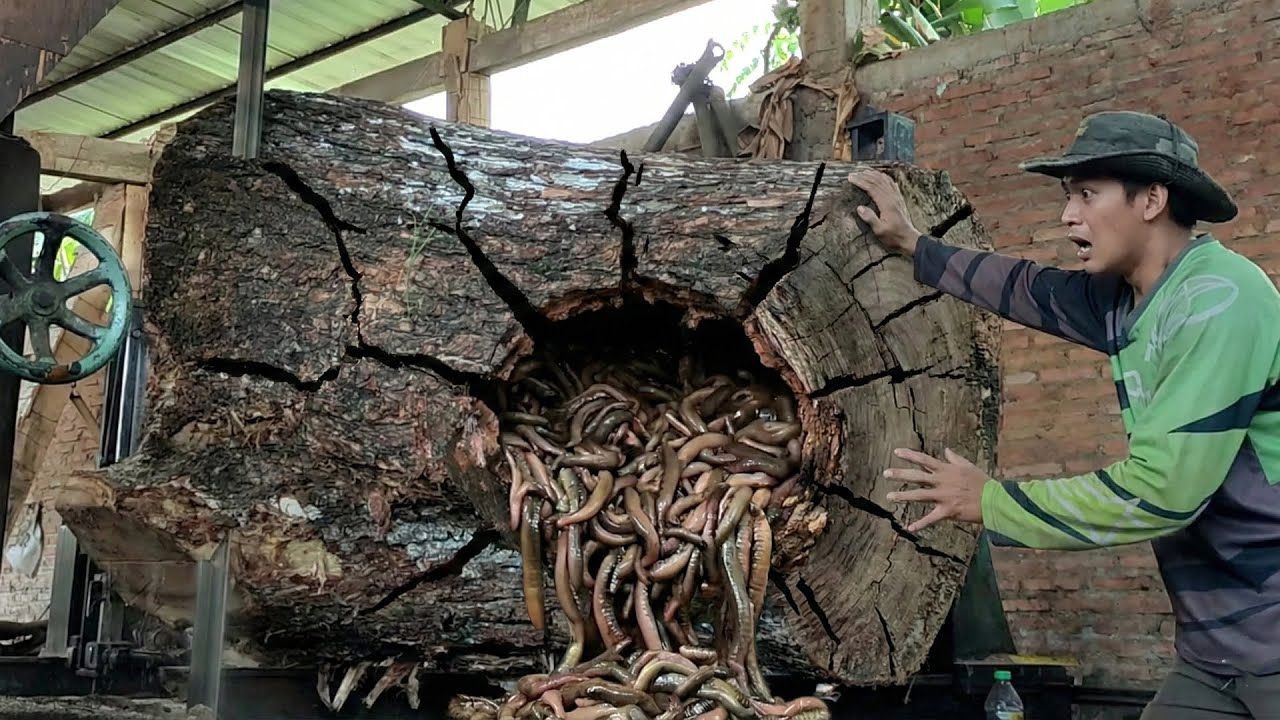 Deep in Texas &ndash; Monster Sawmill Turns Trembesi Wood into Luxury Boards!