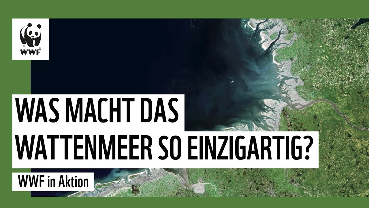 Was macht das Wattenmeer so einzigartig? | WWF in Aktion