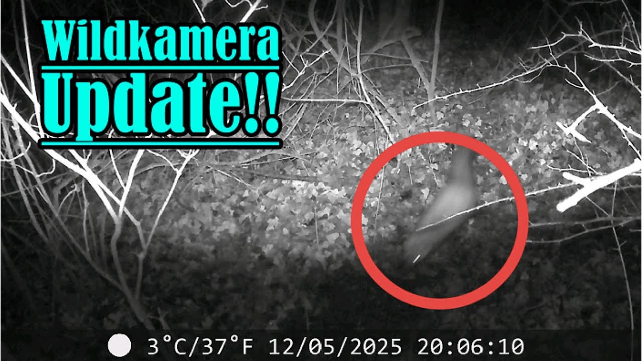 Wildkamera Update – Tolle Tiermomente aus Tag & Nacht