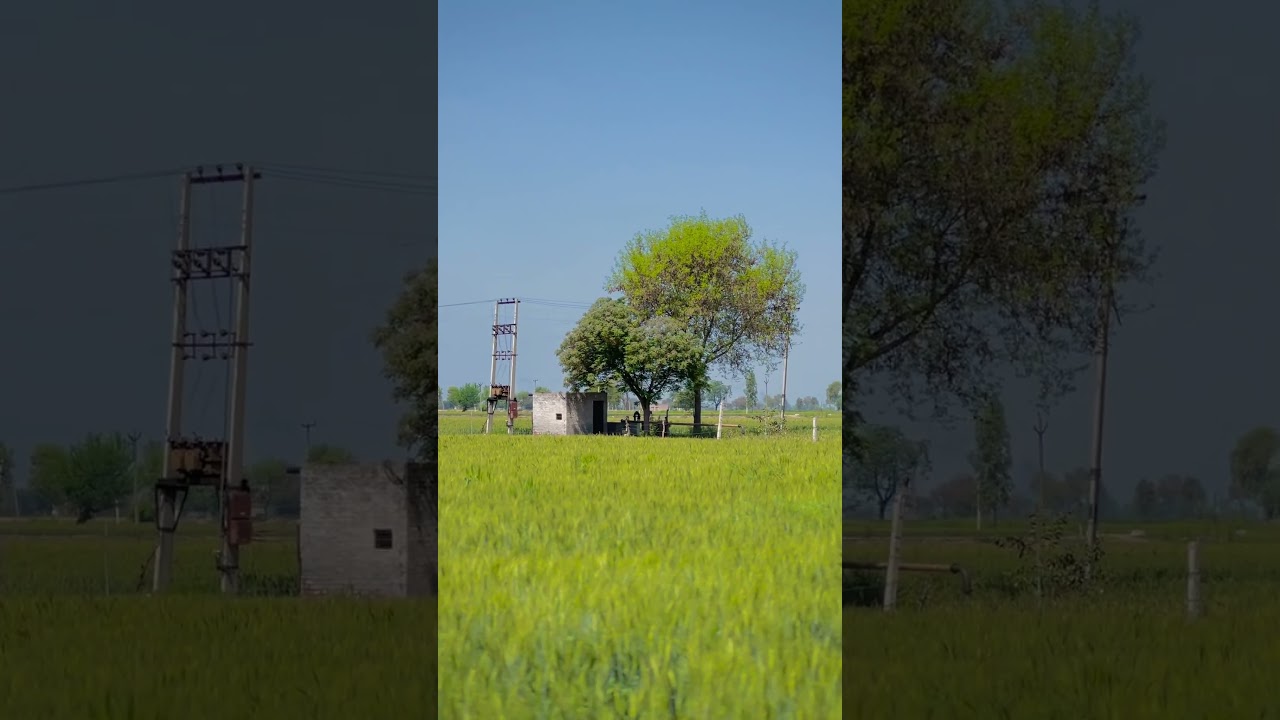 Miss you punjab | mini vlog | mini vlog punjab | village mini vlog | khet vlog #shorts