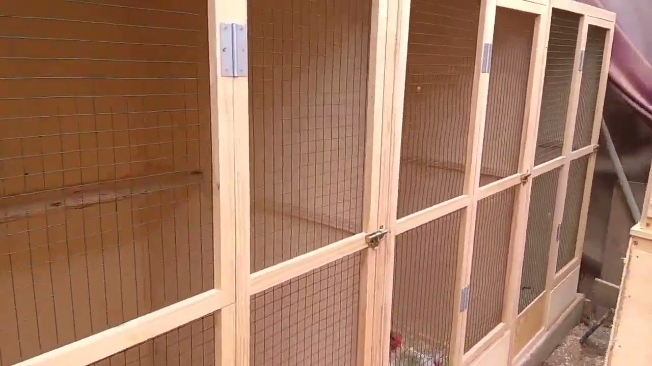 🔥 VOLADEROS TERMINADOS – ¡Listos para la Acción Gallística! 🐓💥