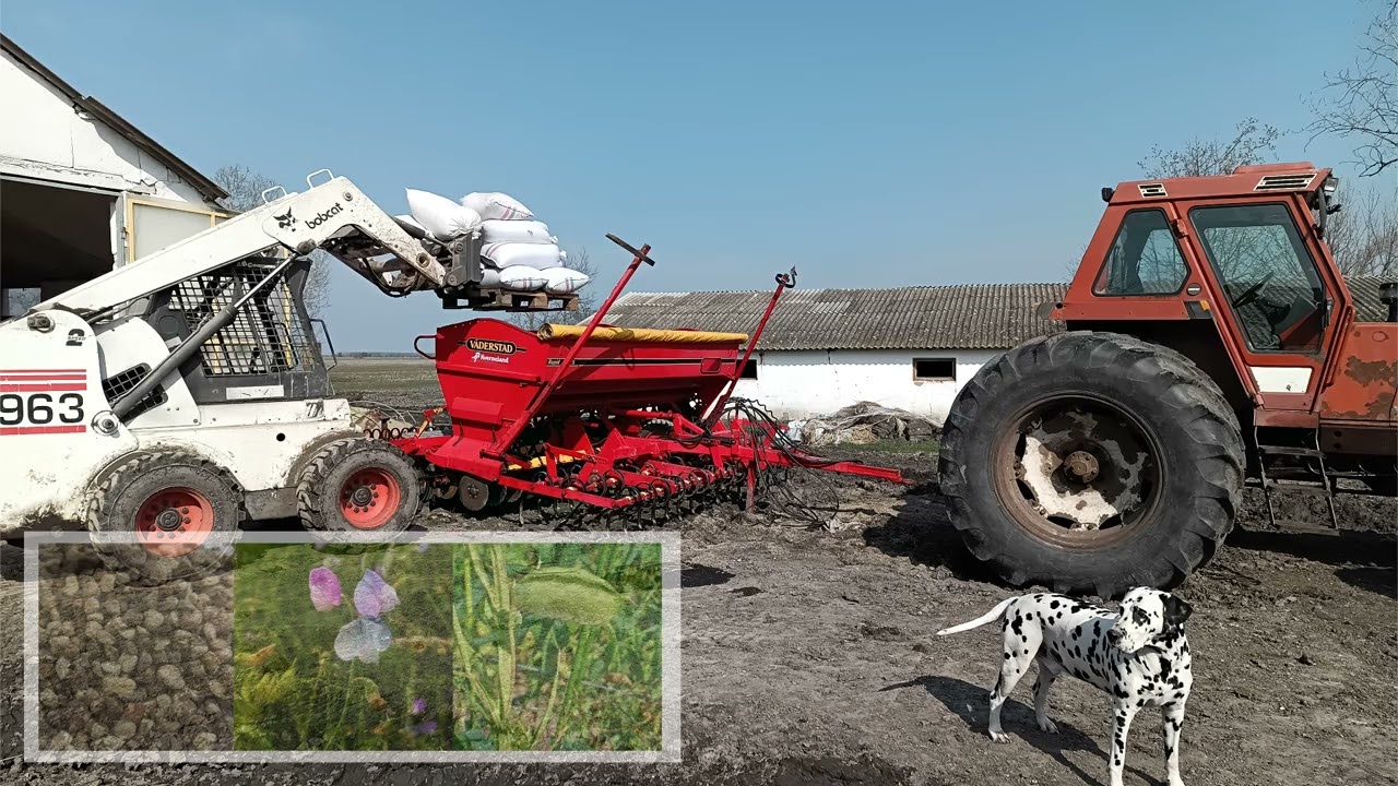 Szegletes lednek (Grass pea - Lathyrus sativus) - Fiat1880dt - Tume cultipack - vaderstad Rapid 400S