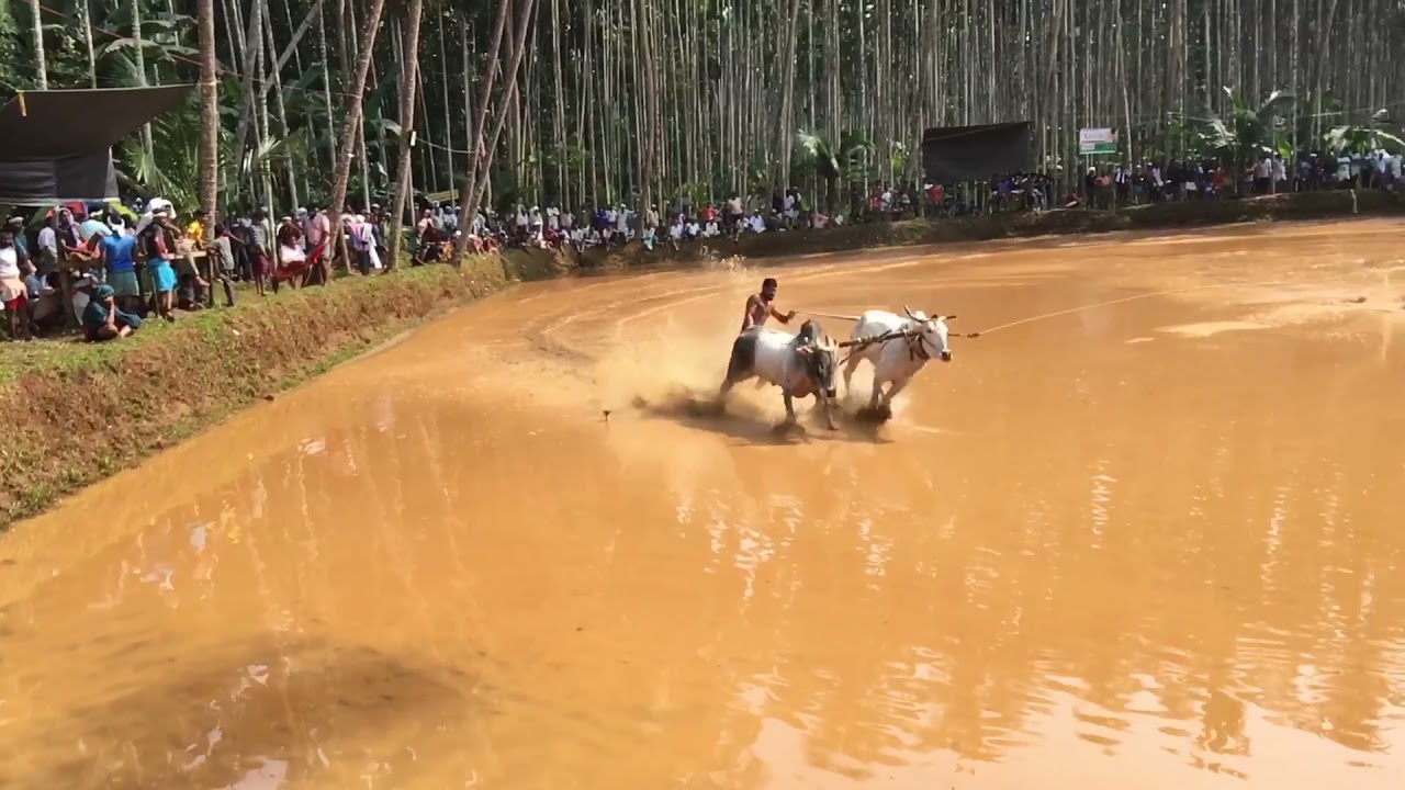 kondotty kalapoot