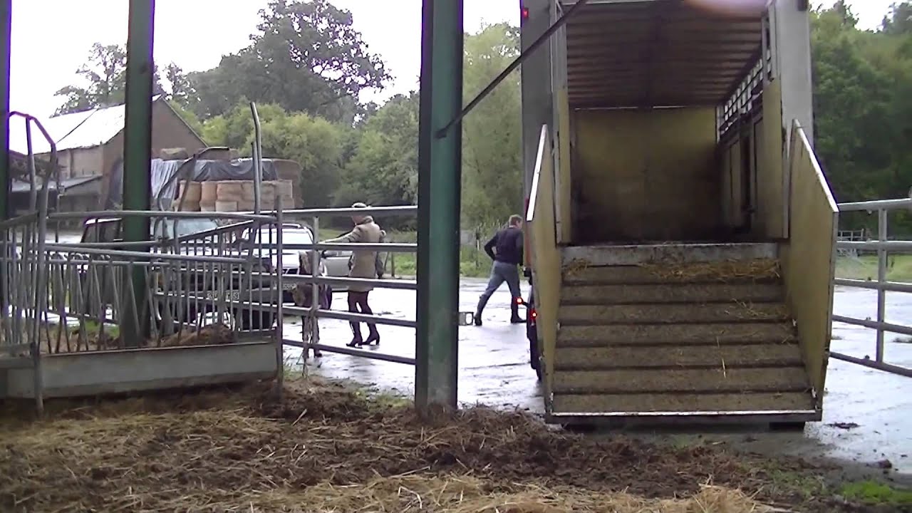 Arrivage vaches highlands Moustier en Fagne