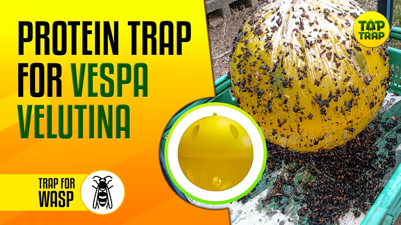 Protein TRAP for VELUTINA - Sfera Trap