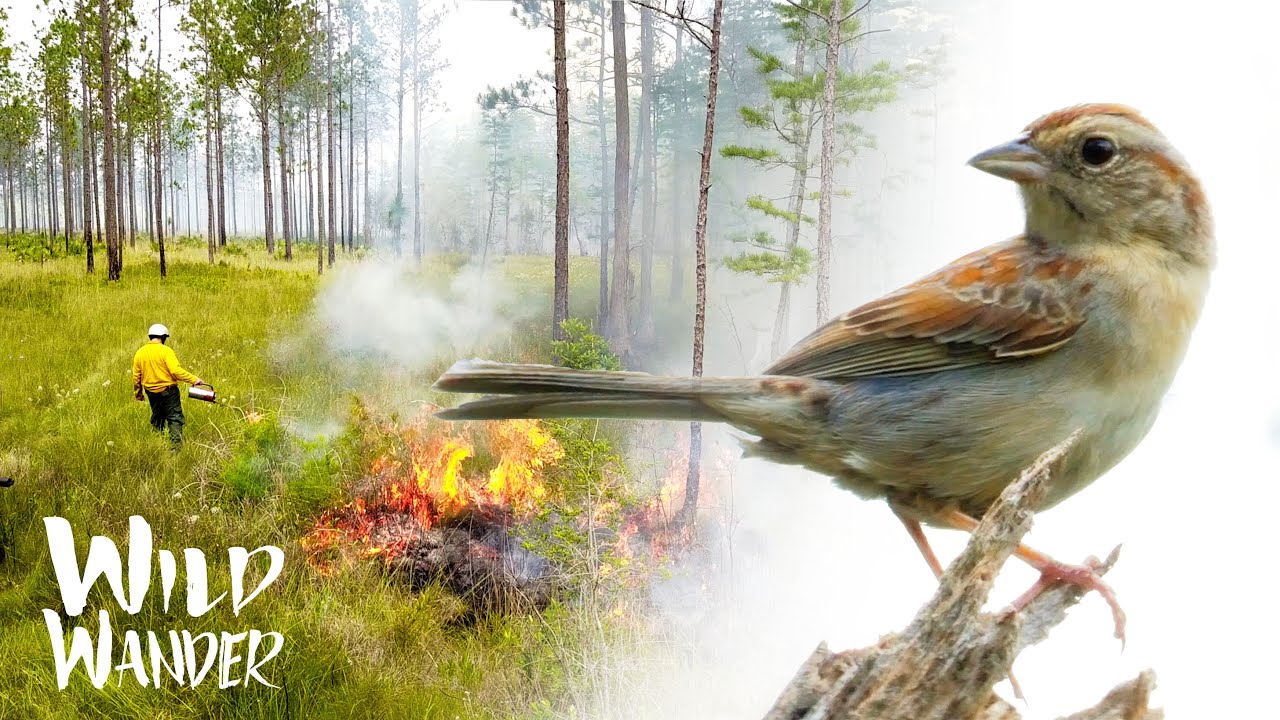 🌱 Wiregrass (Fire's Favorite Plant) + Bachman's Sparrow | Longleaf Pine