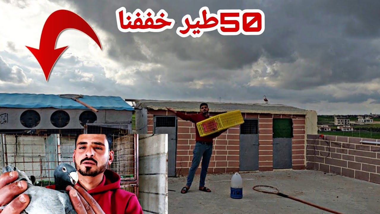 تم بيع 50 طير من الحمام تخفيف وجبنا جوز هومرات جداد حلوات وتنشير الفراخ
