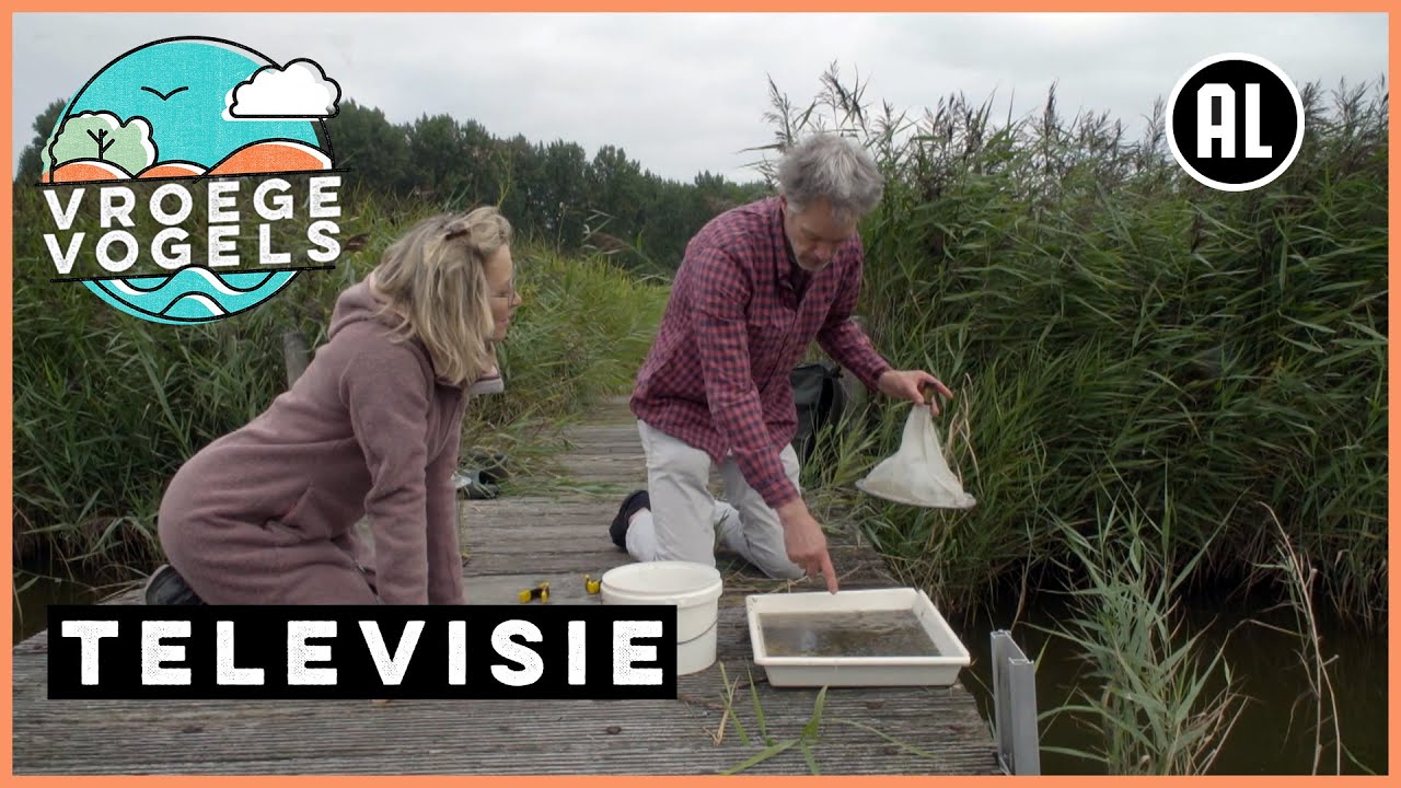 Steurgarnalen in brak water | TV | Vroege Vogels