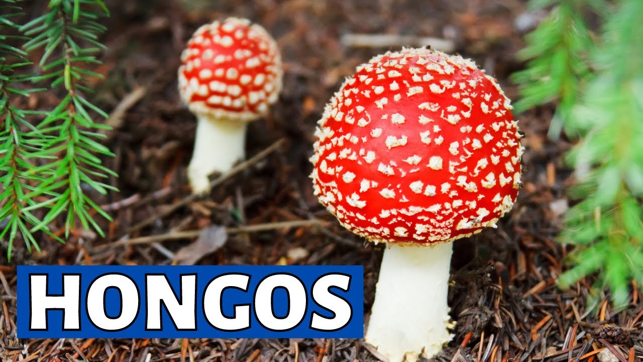 Los HONGOS: caracter&iacute;sticas, c&eacute;lulas, h&aacute;bitat, ejemplos de especies