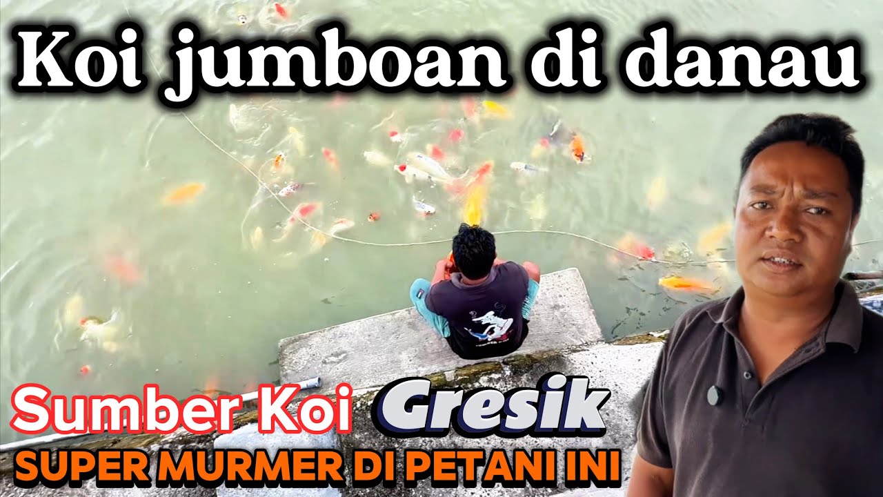 Ternyata koi di danau ini jumbo murmer 🤩🤩SUMBER KOI GRESIK ‼️review harganya
