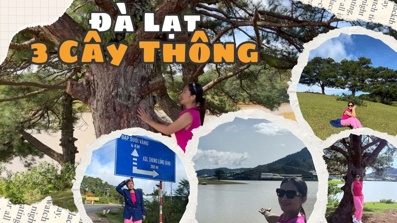 CÁT TƯỜNG tiếc 200K đi check in CÂY THÔNG CÔ ĐƠN và CÁI KẾT..!