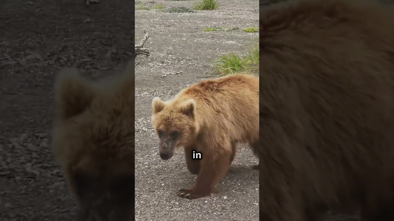 The Incredible Survival Story of Hugh Glass: Frontier Legend & Grizzly Bear Attack