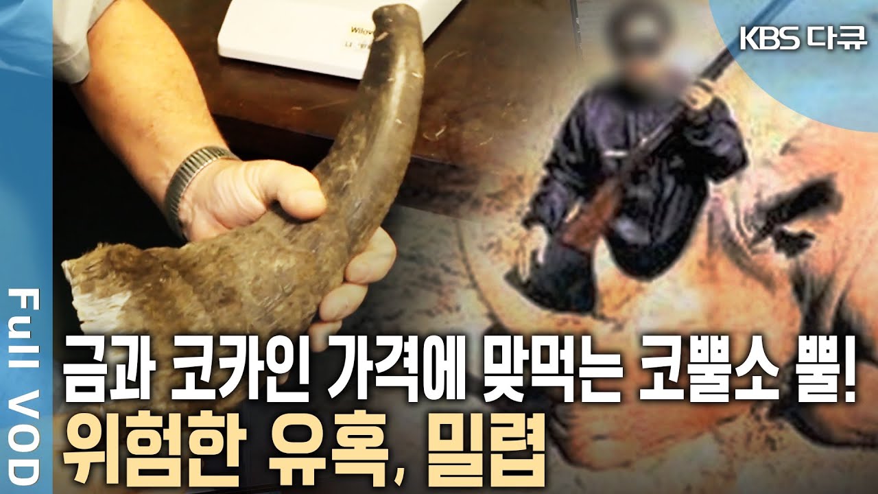암시장 가격 1㎏ 당 7천 6백만 원! 금보다 비싼 코뿔소 뿔! 밀렵이라는 위험한 유혹을 부추긴다!  (KBS 20131129 방송)