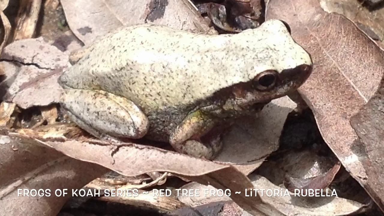 koah frog series ~ red tree frog ~ littoria rubella